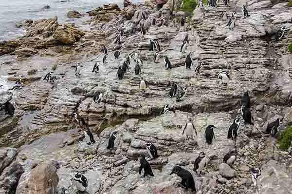 13 - Pinguinos Africanos - Betty's Bay - Sudafrica